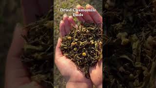 Chamomile Tea with REAL Chamomile Buds [upl. by Leboff]