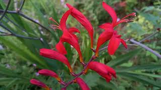 Giant Montbretia A Peaceful Escape to Floral Bliss [upl. by Tania491]