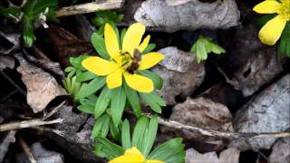 Winterling Eranthis hyemalis Die Bienen begrüßen das neue Jahr [upl. by Reifel126]