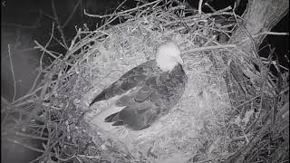 Bald eagle nest attacked by raccoon near Hanover [upl. by Leonora614]