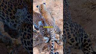 Cheetah vs Leopard Spot the Difference facts cheetah leopard animals [upl. by Nishi]