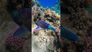 Super rare Parrotfish Red Sea coral reef Egypt fish underwater nature rare coralreef [upl. by Noiramaj]