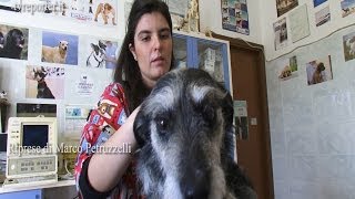 SALVARE UN CANE IN CASO DI AVVELENAMENTO SOS VETERINARIO [upl. by Ettore]