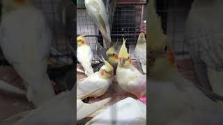 Cockatiel bird price update Kolkata galiff Street Pet Market Kolkata Goria bird pakhi haat [upl. by Monti]