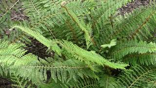 Polystichum setiferum ´Proliferum´ [upl. by Naashom854]