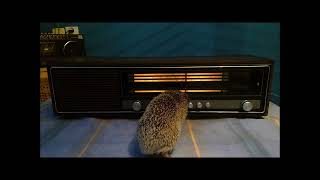 Polish Radio Contessa DMP201 ZR Diora Hedgehog Service [upl. by Aikas]