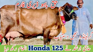 Haq Bahoo Dairy Farm  Girlando cow  Australian Cows  Jani Best  7 September 2024 [upl. by Kcirednek364]