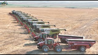 Colorado Wheat Harvest 2024 with 12 Claas Lexion Combines [upl. by Tabib]