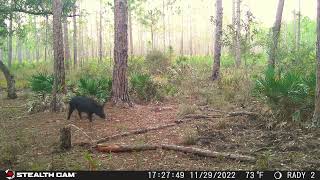 Central Florida Trail Camera 2022 2023 Season Pt 2 [upl. by Eimmat]