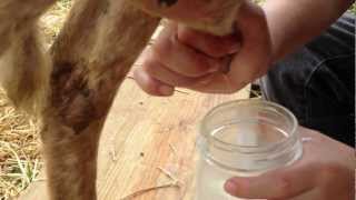 Ethan Milking Sheep at Maple Valley Farm [upl. by Giralda68]