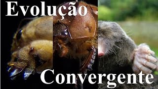 CONVERGÊNCIA EVOLUTIVA [upl. by Ardeahp]