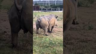 Rare Encounter Rhino Mom Caught Peeing [upl. by Nace]