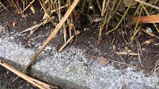 Millipedes in the Esplanade Palmerston North New Zealand [upl. by Pravit]