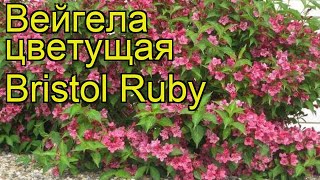 Вейгела цветущая Бристол Руби Краткий обзор описание характеристик weigela florida Bristol Ruby [upl. by Mattson]