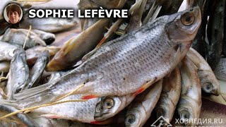 Découvrez les Meilleures Astuces pour Conserver le Poisson Séché à la Maison [upl. by Akamahs]