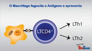 Leishmania Resposta Th1 e Th2 [upl. by Kathleen]