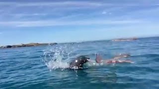 Epic Seal vs Octopus Battle [upl. by Allertse]