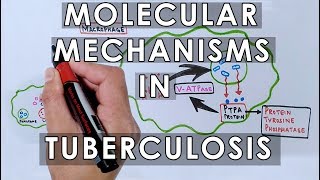 Molecular Mechanisms in Tuberculosis [upl. by Dranel]