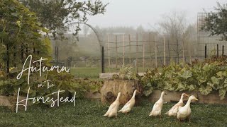 6 Peaceful Countryside Vlog  Fall Planting Baby Bunnies Adding Water Fountains [upl. by Enael423]