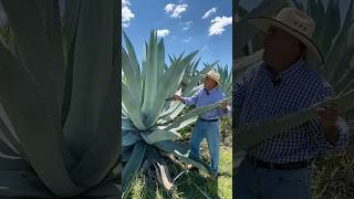 Amazing Uses of the Agave Plant：Beyond Tequila funfacts [upl. by Milore433]