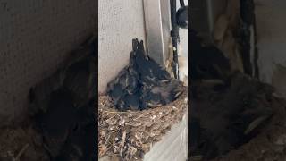 Inside the Nest Baby Birds and Mommy [upl. by Ttayh]