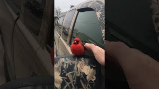 Red Cardinal Bird Comes to Visit  ViralHog [upl. by Gessner]