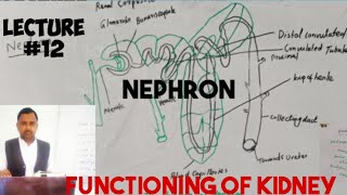 functioning of kidneynephronurinary systembiologylecture 12 anatomy [upl. by Yekcin448]