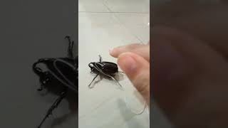 Rhino beetle [upl. by Carney627]