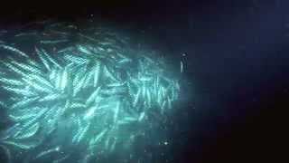 Overfishing  excerpt from Planet Ocean the movie [upl. by Nonohcle]