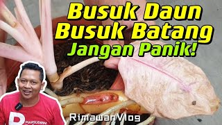 Eps 271 Mengatasi Aglaonema Busuk Daun Busuk Batang Agar Sehat Kembali  Rimawan Vlog [upl. by Aerdua]