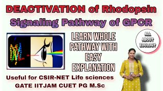 DEACTIVATION OF RHODOPSIN VISION SIGNALING PATHWAY OF GPCR  MSc Classes  Cell Signaling [upl. by Ardene]