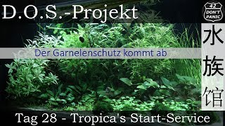 Tag 28  Tropicas StartService Der Garnelenschutz kommt ab  DOSProjekt [upl. by Norreg106]