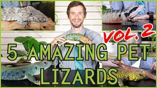 Five MORE of the Best Pet Lizards You Could Possibly Get [upl. by Annahc848]