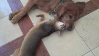 True Love Between Cat and Dog The Abyssinian and the Golden Retriever [upl. by Almeida]