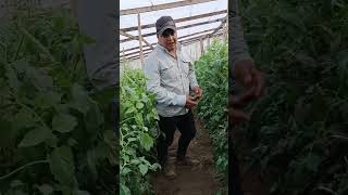 Aplicación de aminoácidos para desestrezar plantas de tomate [upl. by Reklaw]