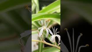 My plant is flowering 🤩😱 flowers plant chlorophytumcomosum [upl. by Reaht]