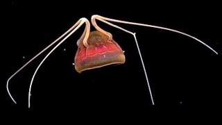 Strange Jellyfish Found in Hawaii  Deepsea Oddities Unknown [upl. by Snoddy821]