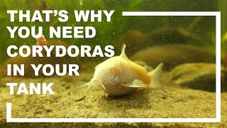 Corydoras are really important if your tank substrate is sand [upl. by Goldshell319]