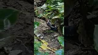 Trinidad snake called bushmaster swallow a mappapie snake alive snake snakekiller bushmaster [upl. by Clie]