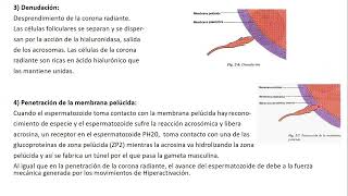 13102024  CLASE 45  BIOLOGIA  MEDICINA UNC  NOVIEMBRE 2024 [upl. by Aztilem]