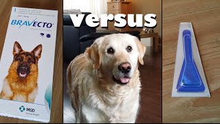 My Dog testing Bravecto Pill vs Spot Ons Anti Flea and Tick protection [upl. by Grobe]