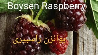 Boysen Raspberry Red♥️بوائزن راسبیری♥️ [upl. by Carlile]