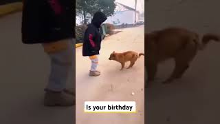 Dog dancing 50Cent song50Cent [upl. by Geerts]