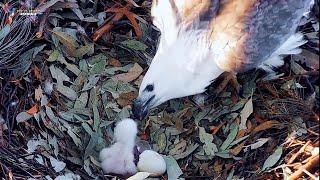 Whitebellied Eagle Nestlings and First Meals  Eagle bird [upl. by Woodson370]