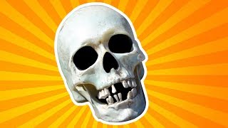 The Skull for Kids  Halloween amp Dia de Los Muertos  Anatomy for Kids [upl. by Andri369]