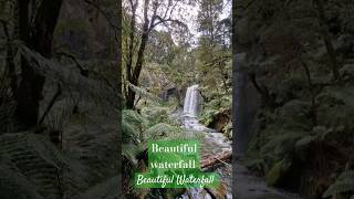 Hopetoun Fall Great Otway National Park Australia waterfallsounds beautifulwaterfall [upl. by Oeniri]