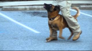 Police K9 Tactical Obedience [upl. by Sivie750]