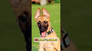 🔥 Belgian Malinois training dog k9trainer k9dogtraining belgiummalinois malinois [upl. by Consalve]