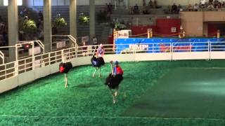 Texas State Fair Ostrich Racing  Enjoying the Ridiculous Race with friends [upl. by Aitenev]