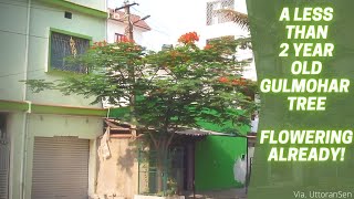 2 Year Old GulMohar Tree  Flowering Already  How to Fast Grow GulMohar [upl. by Salangia293]